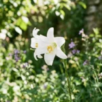 Lily Meaning in Bible