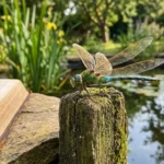 Dragonfly Meaning in Bible